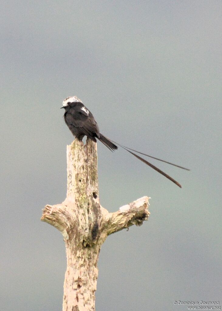 Long-tailed Tyrantadult