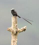 Long-tailed Tyrant