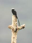 Long-tailed Tyrant