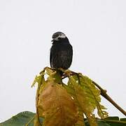 Long-tailed Tyrant