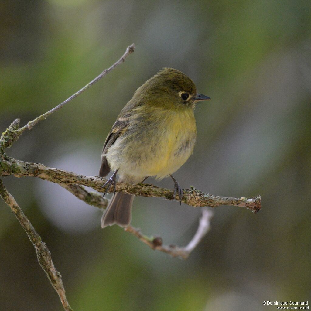 Moucherolle jaunâtreadulte