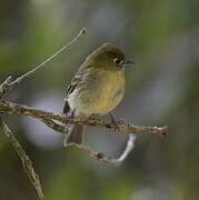 Yellowish Flycatcher