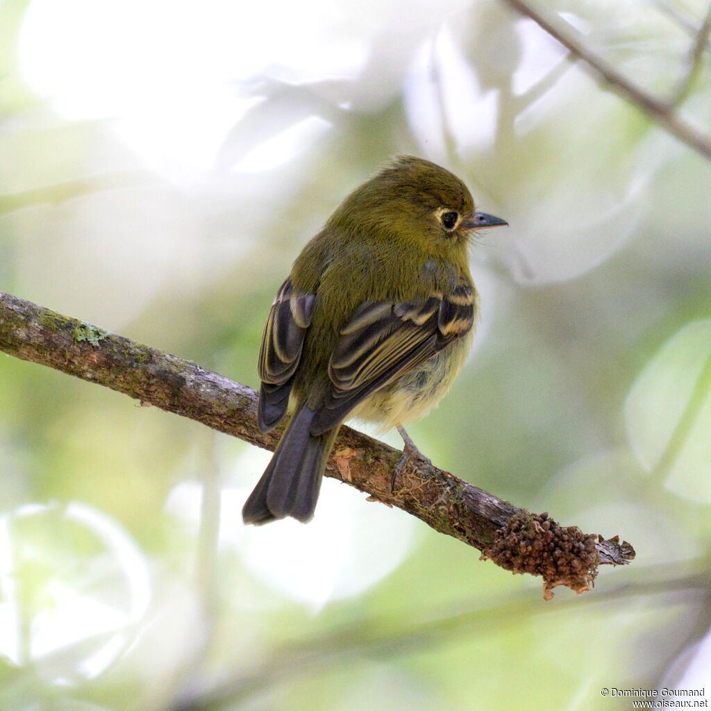 Yellowish Flycatcheradult