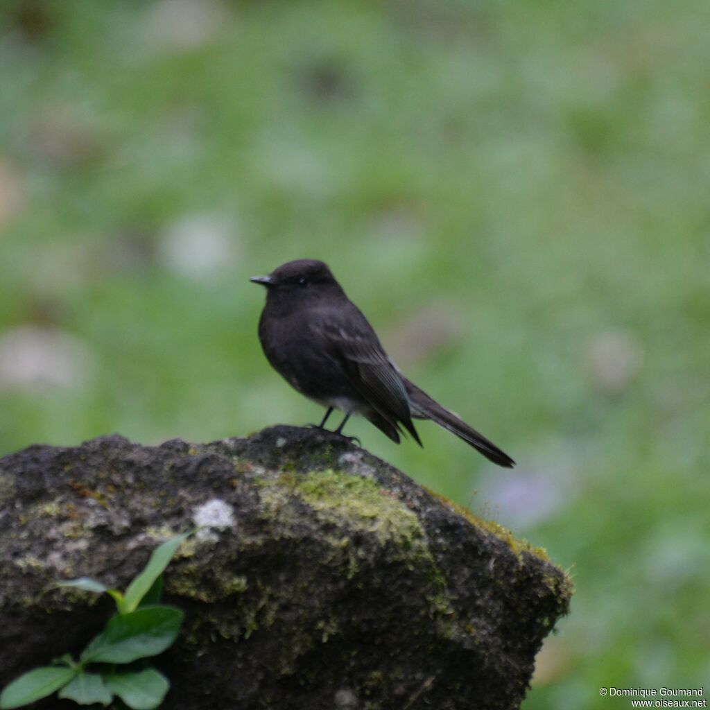 Moucherolle noir