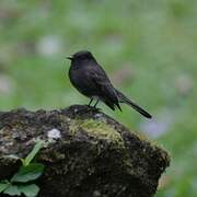Black Phoebe