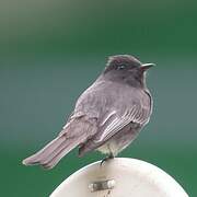 Black Phoebe