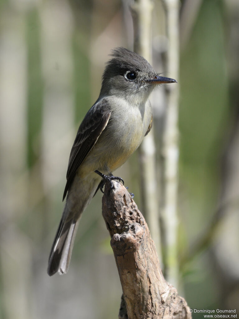 Moucherolle tête-fou