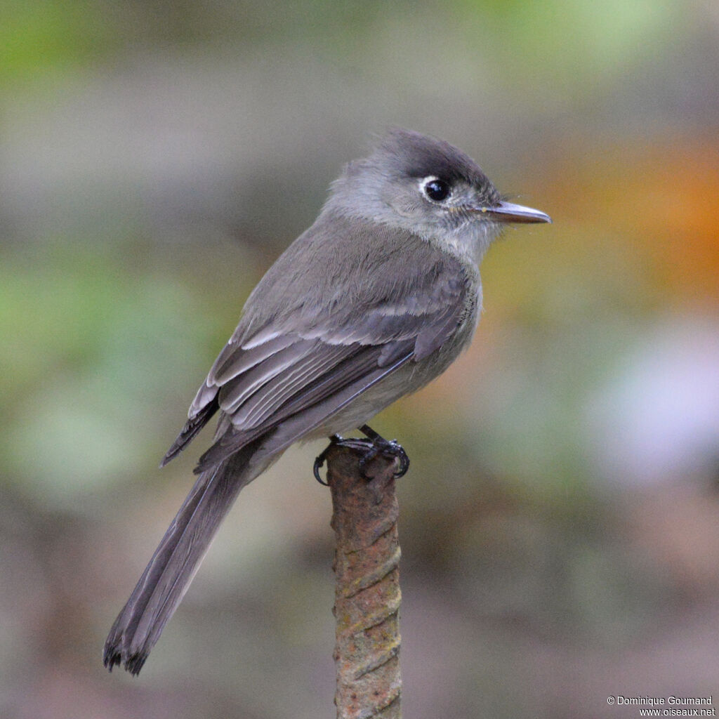 Moucherolle tête-fouadulte, identification