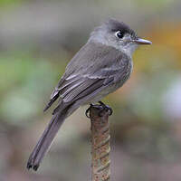 Moucherolle tête-fou