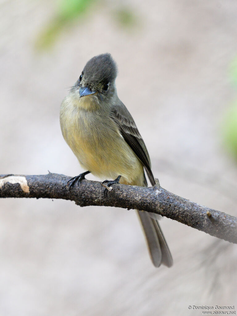 Moucherolle tête-fou