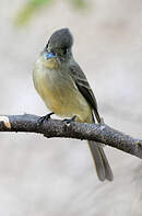 Moucherolle tête-fou