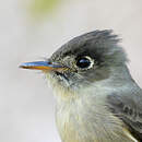 Moucherolle tête-fou