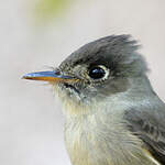 Moucherolle tête-fou