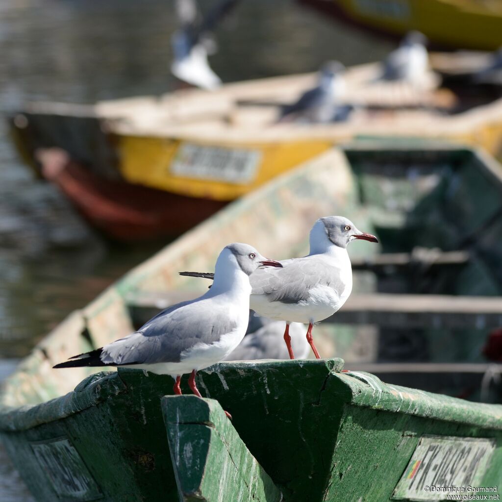 Grey-headed Gull