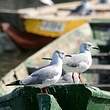 Mouette à tête grise