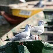 Mouette à tête grise