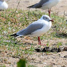 Mouette à tête grise