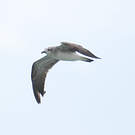 Mouette atricille