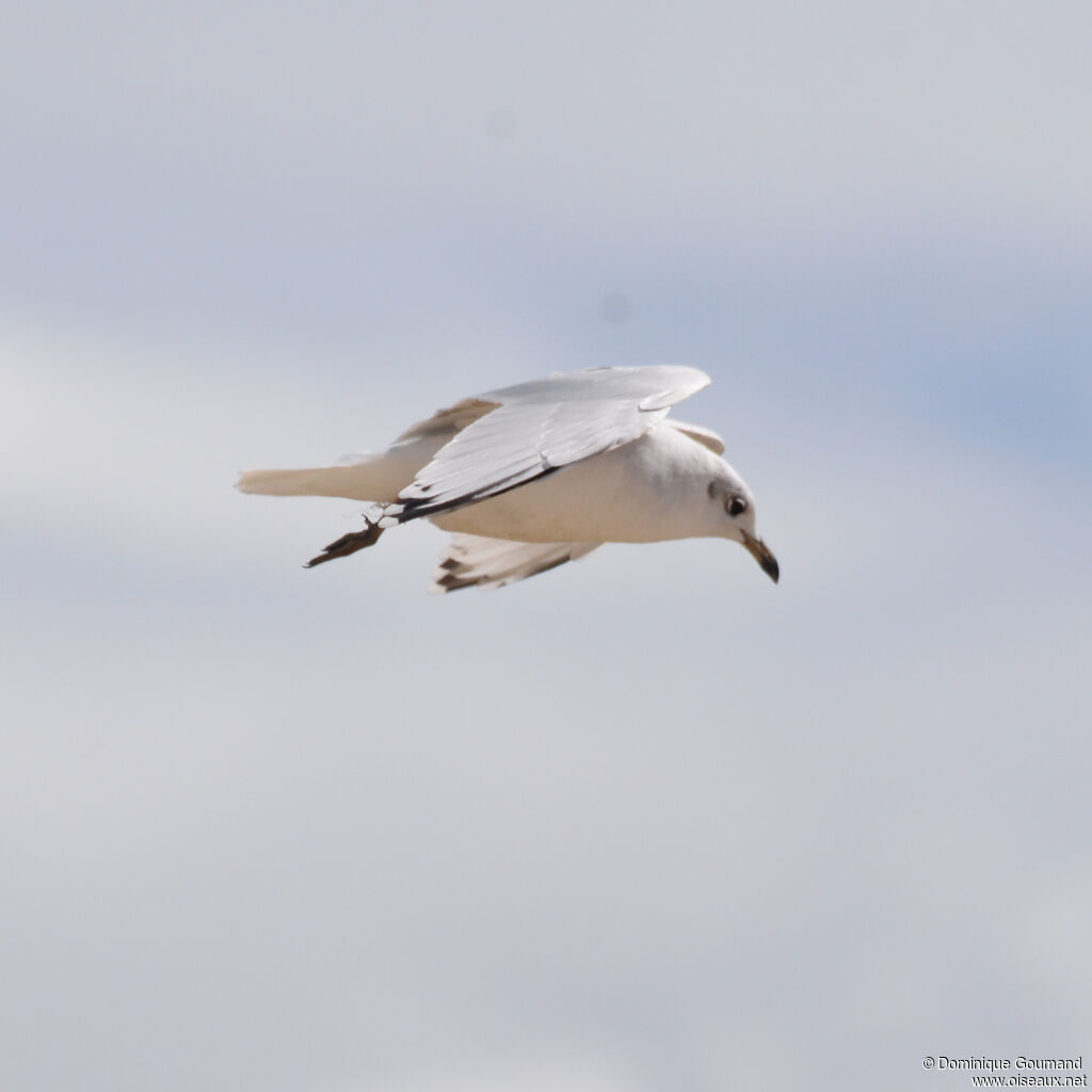 Mouette mélanocéphaleadulte internuptial, Vol