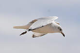 Mouette mélanocéphale