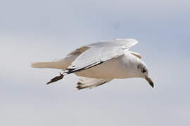 Mouette mélanocéphale