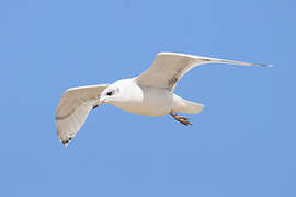 Mouette mélanocéphale