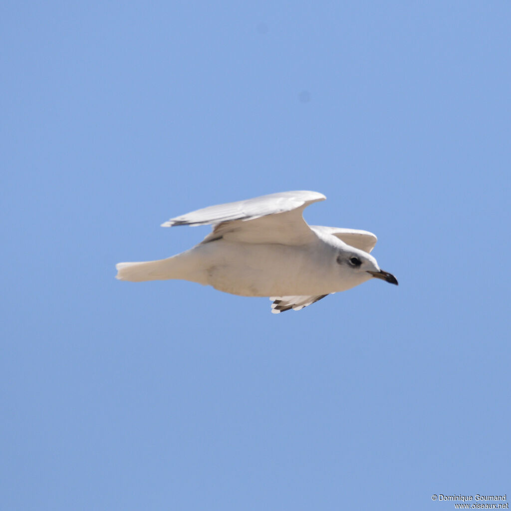 Mouette mélanocéphaleadulte internuptial, Vol