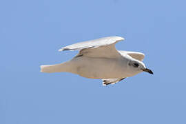 Mouette mélanocéphale