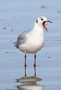 Mouette rieuse