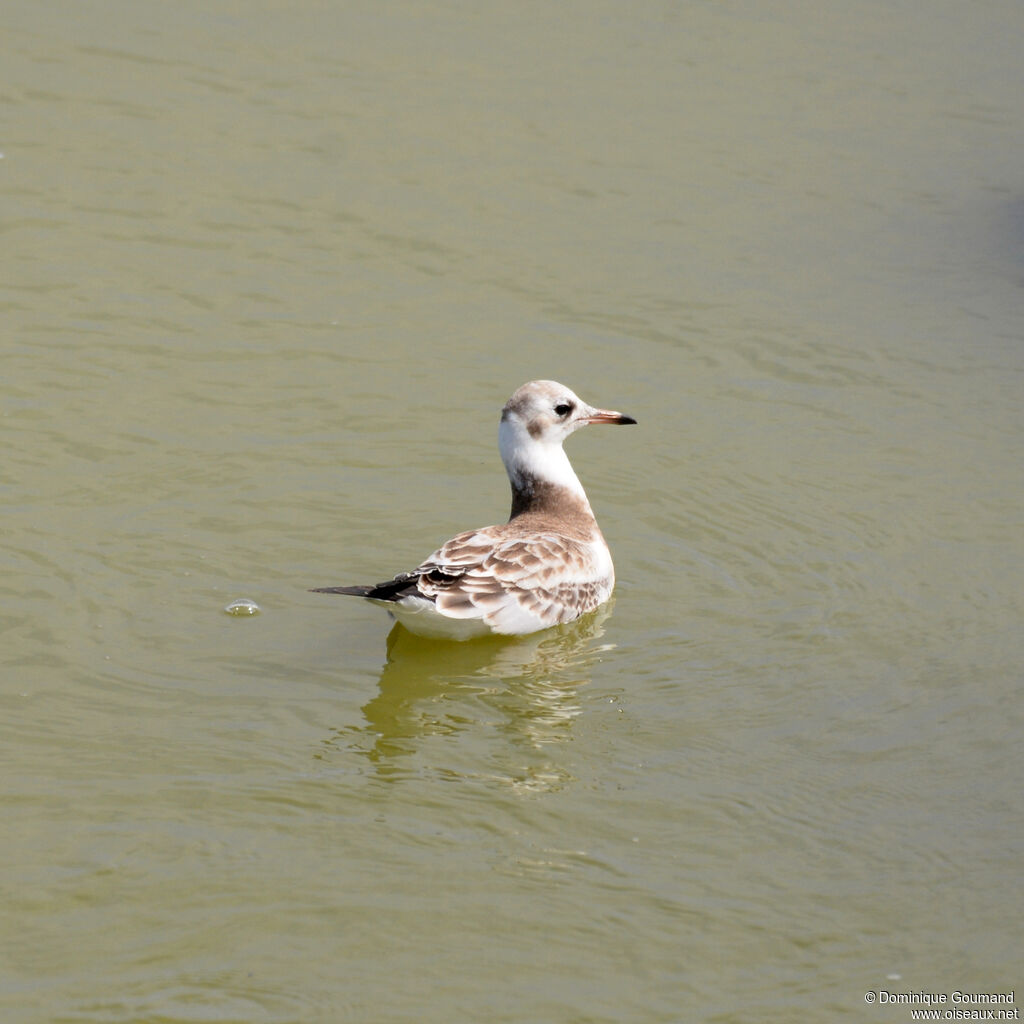 Mouette rieusejuvénile, nage