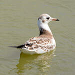 Mouette rieuse