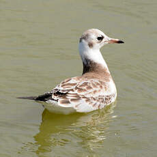 Mouette rieuse