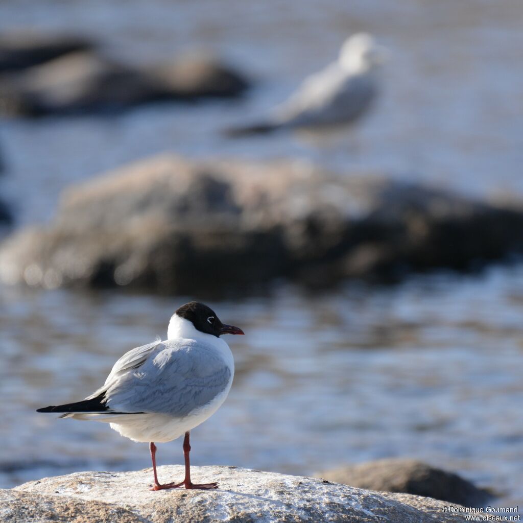 Mouette rieusesubadulte nuptial