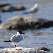 Mouette rieuse