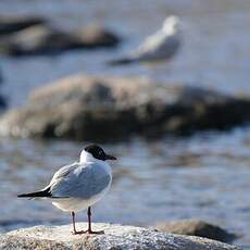 Mouette rieuse