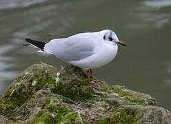 Black-headed Gull