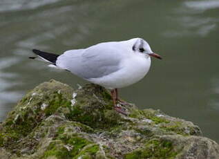 Mouette rieuse