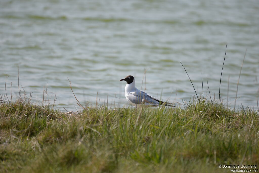 Mouette rieuse