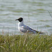 Mouette rieuse