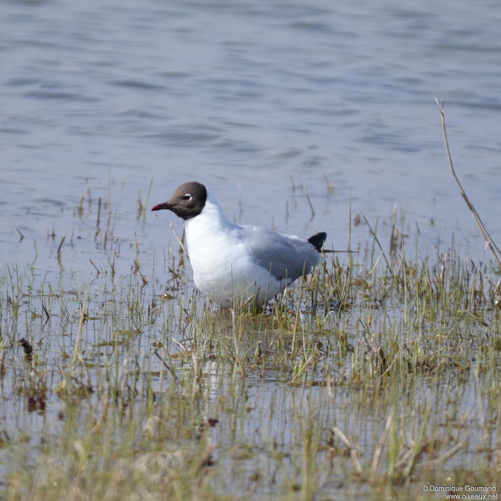 Black-headed Gull