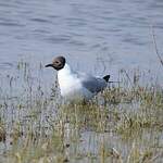 Mouette rieuse