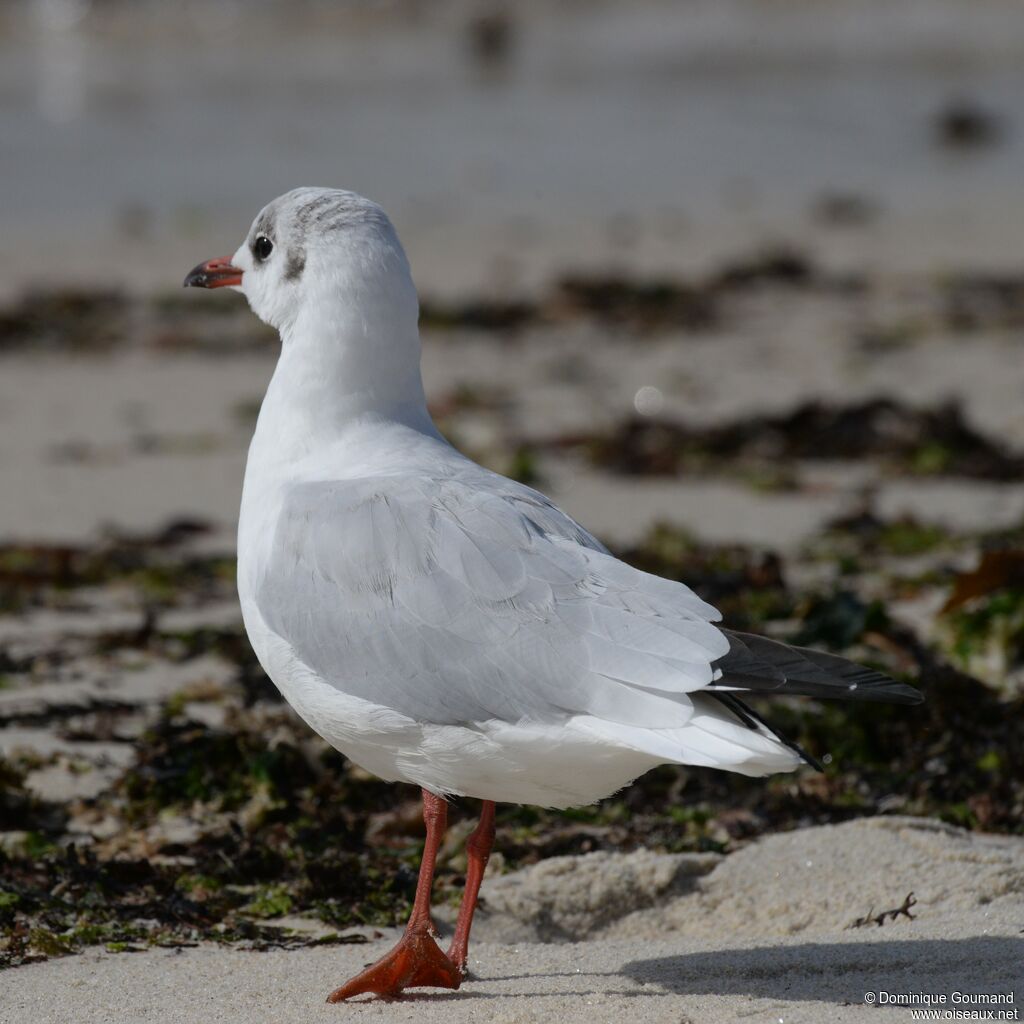 Black-headed Gulladult post breeding