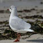 Mouette rieuse