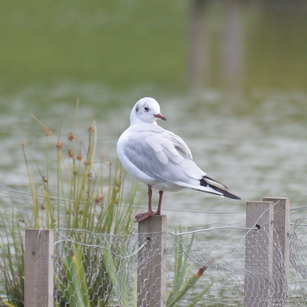 Mouette rieuseadulte internuptial