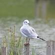 Mouette rieuse