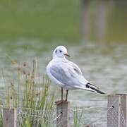 Black-headed Gull