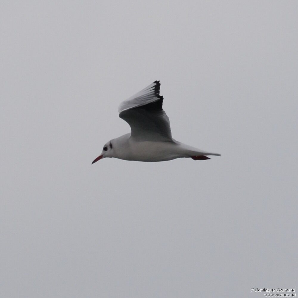 Mouette rieuseadulte internuptial