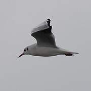 Black-headed Gull