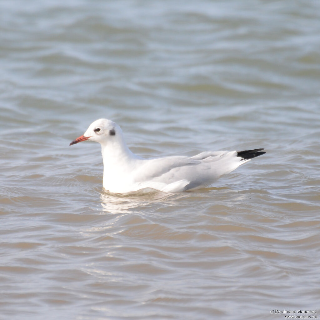 Mouette rieuseadulte internuptial, identification, nage