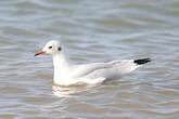 Mouette rieuse